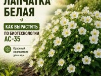 Лапчатка белая. Как вырастить?