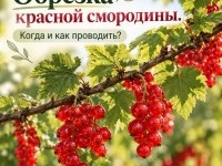 Обрезка красной смородины. Когда и как проводить?