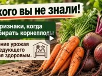 Морковь и свёкла до самой весны. Секреты хранения. Антонов сад