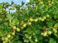 Крыжовник. Как правильно обрезать куст осенью