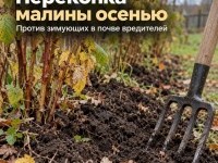 Перекопка малины осенью - простой способ избавиться от вредителей