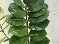 Замиокулькас. Размножение черенками и листьями