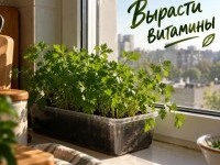 Вырасти витамины. Выгонка зелени на подоконнике