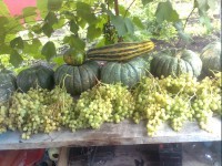 СЛАДОК ЗАПАХ СИНИХ ВИНОГРАДИН...