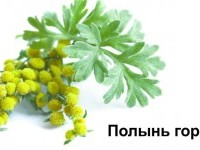 РОДНАЯ ПОЛЫНЬ-ЗАЩИТНИЦА