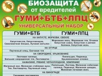 А ПОЧЕМУ БЫ И НЕТ? КАПУСТА ПЕКИНСКАЯ – КИТАЙСКАЯ РЕПКА