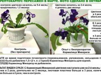 Я ЗАЦВЕТУ, А ТЫ ДАЙ МНЕ КОРМИЛИЦУ МИКОРИЗУ!