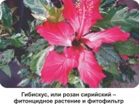 ЖИВОЙ, ЗДОРОВЫЙ ВОЗДУХ В ДОМЕ