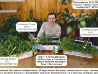 ХИТРОСТИ В ВЫРАЩИВАНИИ ЗЕЛЕНИ НА ПОДОКОННИКЕ