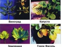 ЧТО СОДЕРЖИТСЯ В ПОЧВЕ?