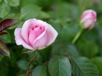 Готовим розы к весенней посадке