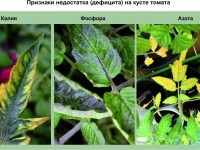 БиоАзФК: сила природы для мощных урожаев